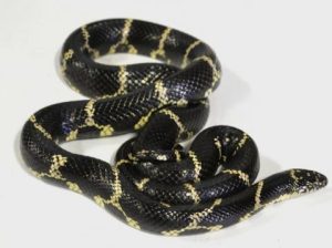 Eastern Chain King Snake - Image 4