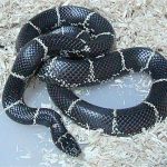 Eastern Kingsnake For Sale