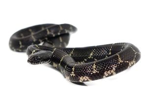 Eastern Kingsnake For Sale