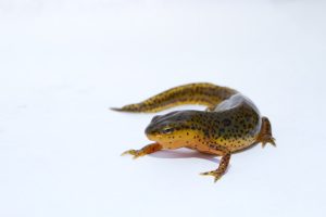 Eastern Newt For Sale