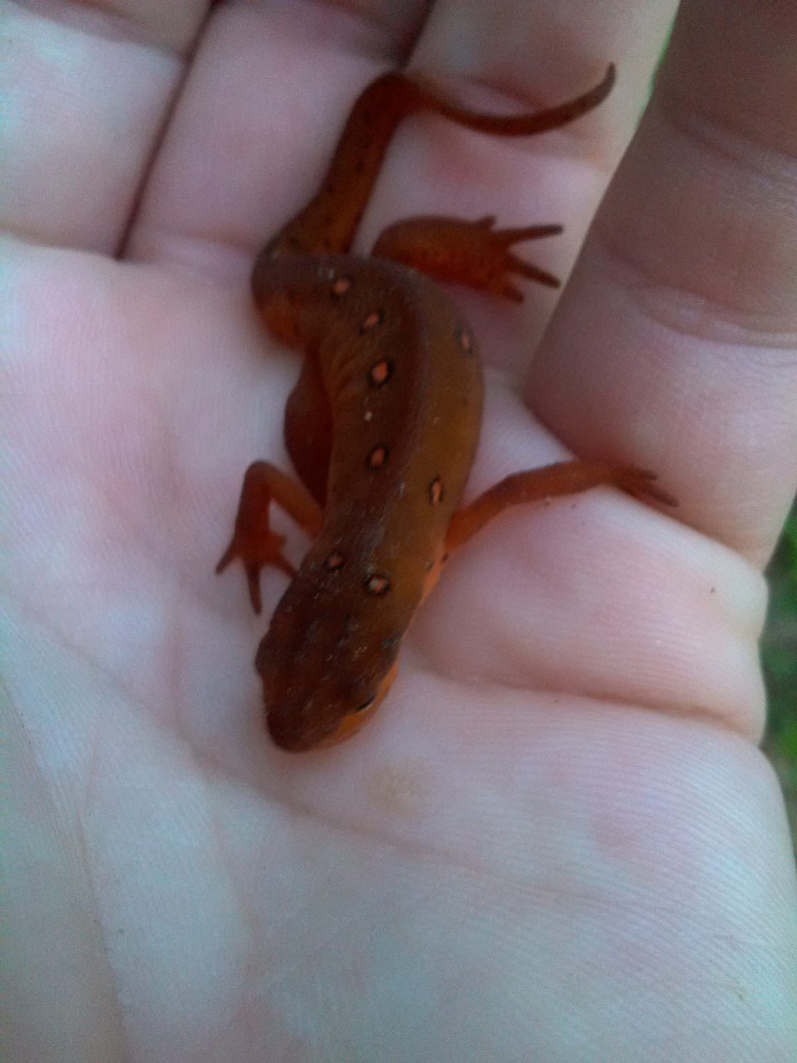 Eastern Newt For Sale Near Me, In Stock Now Online