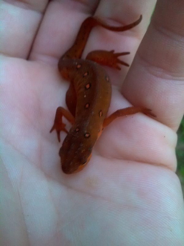 Eastern Newt For Sale