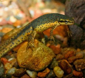 Eastern Newt For Sale