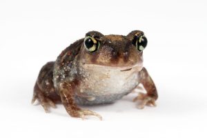 Eastern Spadefoot Toad For Sale