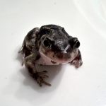 Eastern Spadefoot Toad For Sale
