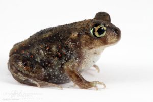 Eastern Spadefoot Toad For Sale