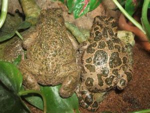 Egyptian Toad For Sale