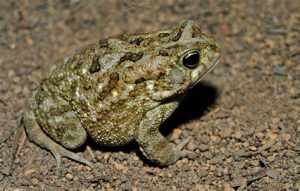Egyptian Toad For Sale