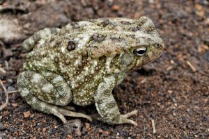 Egyptian Toad For Sale