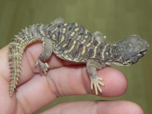 Egyptian Uromastyx For Sale