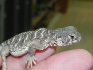 Egyptian Uromastyx For Sale