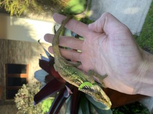 Elephant Eared Chameleon for Sale