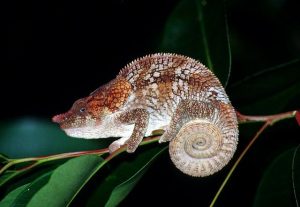 Elephant Eared Chameleon for Sale