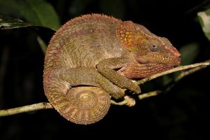 Elephant Eared Chameleon for Sale