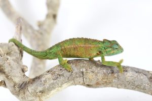 Elliot's Chameleon for Sale