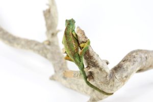 Elliot's Chameleon for Sale