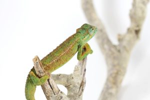 Elliot's Chameleon for Sale
