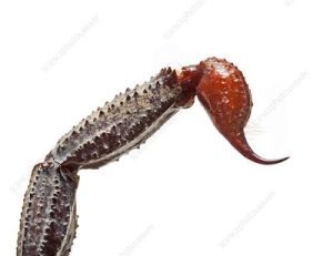 Emperor Scorpion For Sale