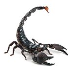 Emperor Scorpion For Sale