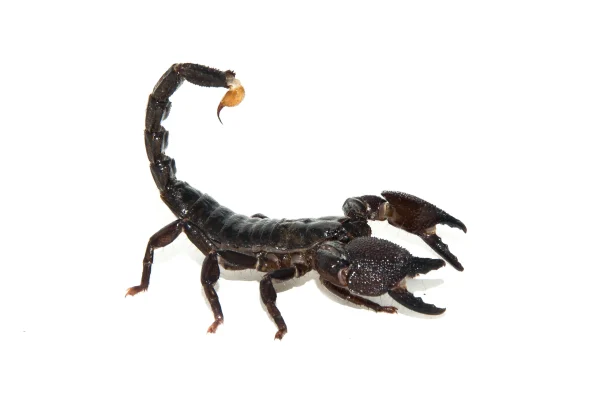 Emperor Scorpion For Sale