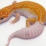 Enigma Leopard Gecko For Sale