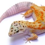 Enigma Leopard Gecko For Sale