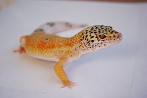 Enigma Leopard Gecko For Sale