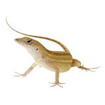 Feeder Anoles For Sale