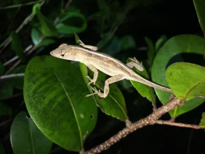 Feeder Anoles For Sale