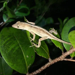 Feeder Anoles For Sale