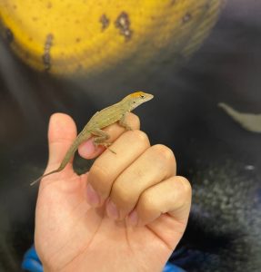 Feeder Anoles For Sale