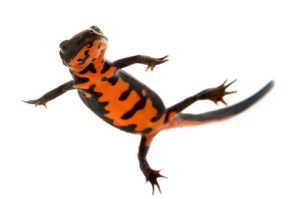 Fire Belly Newt For Sale