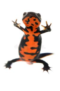 Fire Belly Newt For Sale