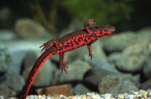 Fire Belly Newt For Sale