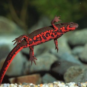 Fire Belly Newt For Sale