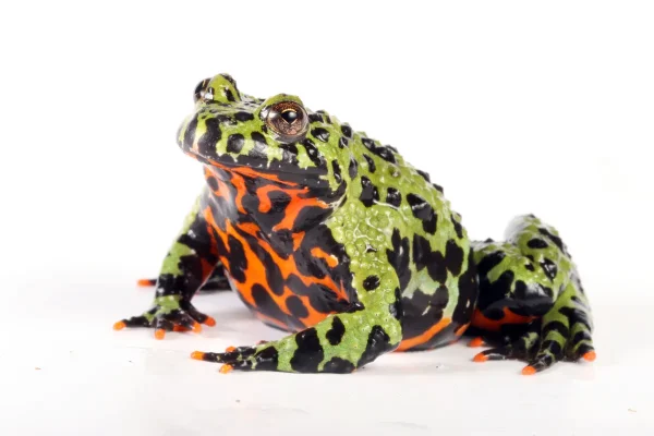 Fire Belly Toad For Sale