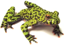 Fire Belly Toad For Sale