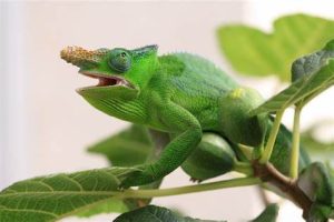 Fischer's Chameleon for Sale