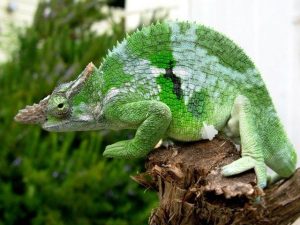 Fischer's Chameleon for Sale