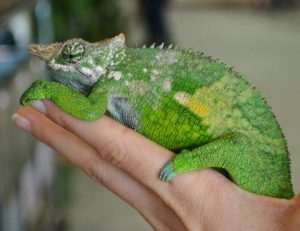 Fischer's Chameleon for Sale