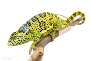 Flap Neck Chameleon for Sale