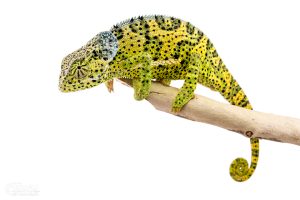Flap Neck Chameleon for Sale