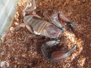 Flat Rock Scorpion For Sale