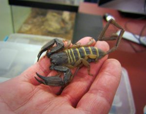 Flat Rock Scorpion For Sale