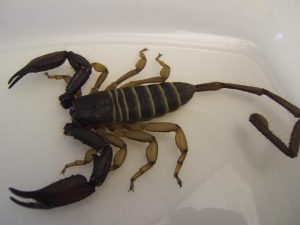 Flat Rock Scorpion For Sale