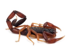 Florida Bark Scorpion For Sale