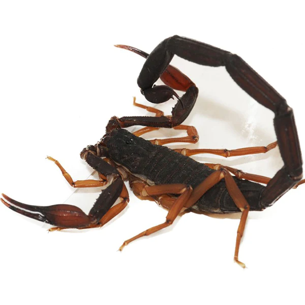Florida Bark Scorpion For Sale