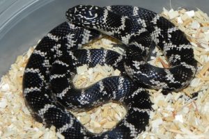 Florida King Snake For Sale
