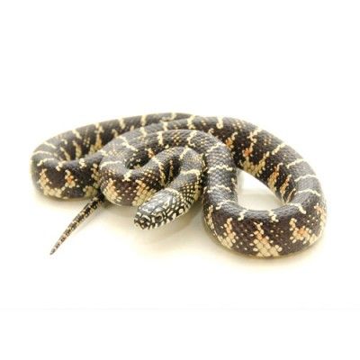 Florida King Snake For Sale