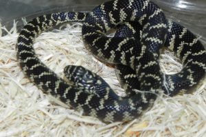 Florida King Snake For Sale